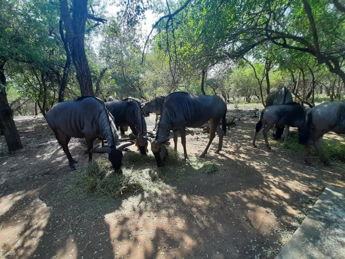 African Sky Villas Marloth Park Kültér fotó