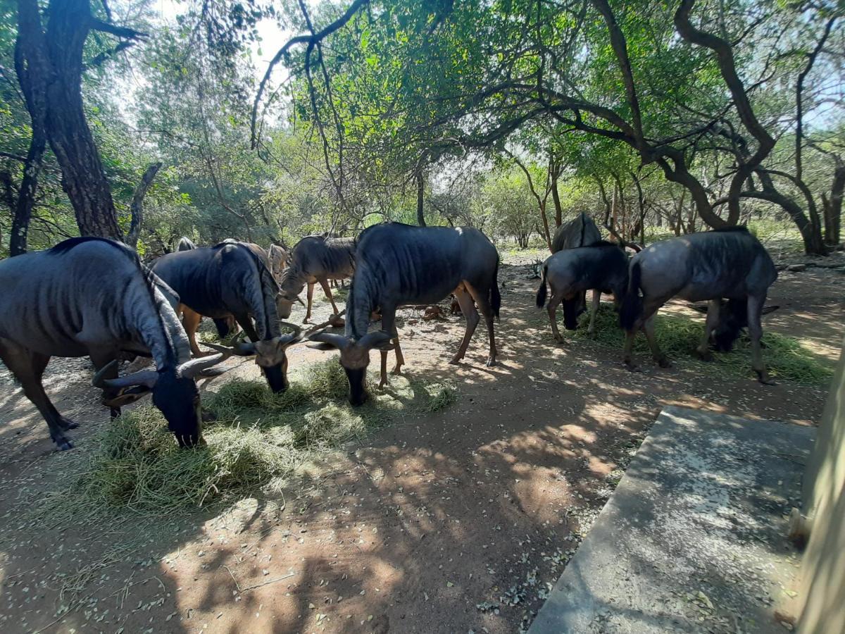 African Sky Villas Marloth Park Kültér fotó